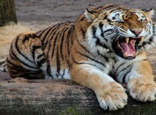 tiger lose sleep
