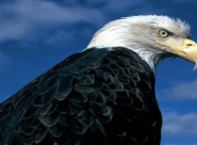 bald eagle rebirth