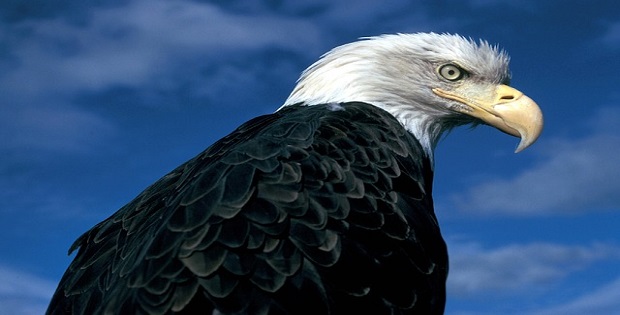 bald eagle rebirth