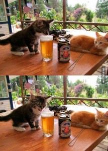 cat get some beer