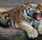 tiger lose sleep